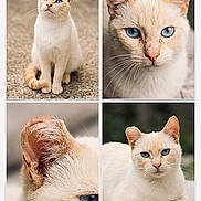 Racaillou a rejoint le concours — aidez-le/la à gagner de superbes lots ! animal, blue_eyes, cat, close_up, collage, cream_color, curious, cute, ear, feline, fur, mammal, nature, outdoor, pet, photography, portrait, relaxed, sitting, whiskers