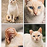 animal, blue_eyes, cat, close_up, collage, cream_color, curious, cute, ear, feline, fur, mammal, nature, outdoor, pet, photography, portrait, relaxed, sitting, whiskers