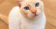 Racaillou participe au concours pour gagner de l'argent avec cette photo : alert, animal, blue_eyes, cat, close_up, cream_fur, curious, cute, domestic_cat, feline, fur, indoor, looking_up, mammal, paws, pet, portrait, sitting, soft_focus, whiskers