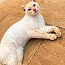 animal, blue_eyes, cat, close_up, cream_fur, cute, domestic_cat, ears, feline, fur_texture, indoor, looking_at_camera, lying_down, paws, pet, portrait, relaxed, resting, tiled_floor, whiskers