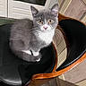 Mystique participe au concours pour gagner de l'argent avec cette photo : kitten, cat, gray_cat, white_fur, sitting, chair, wooden_chair, black_seat, indoor, curious, pet, feline, animal, cute, fur, whiskers, eyes, young, domestic, house