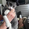 Mystique a rejoint le concours — aidez-le/la à gagner de superbes lots ! kitten, cat, gray_cat, white_paws, scrunchie, hand, person, legs, socks, slippers, living_room, furniture, television, couch, relaxed, indoors, cute, pet, whiskers, close_up
