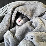Mystique a rejoint le concours — aidez-le/la à gagner de superbes lots ! cat, blanket, gray, cozy, fur, pet, cute, snuggle, soft, indoor, comfort, animal, face, nose, whiskers, relaxation, warm, wrapped, resting, feline