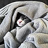 cat, blanket, gray, cozy, fur, pet, cute, snuggle, soft, indoor, comfort, animal, face, nose, whiskers, relaxation, warm, wrapped, resting, feline