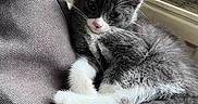 Mystique a rejoint le concours — aidez-le/la à gagner de superbes lots ! kitten, cat, gray, white, fur, cushion, indoor, pet, cute, animal, relaxing, soft, young, whiskers, ears, paws, window, home, cozy, resting