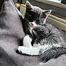 kitten, cat, gray, white, fur, cushion, indoor, pet, cute, animal, relaxing, soft, young, whiskers, ears, paws, window, home, cozy, resting
