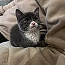 kitten, cat, pet, animal, feline, gray_cat, white_fur, pink_nose, whiskers, cute, cozy, blanket, fleece, indoor, closeup, small_pet, young_cat, sitting, curious, soft_texture