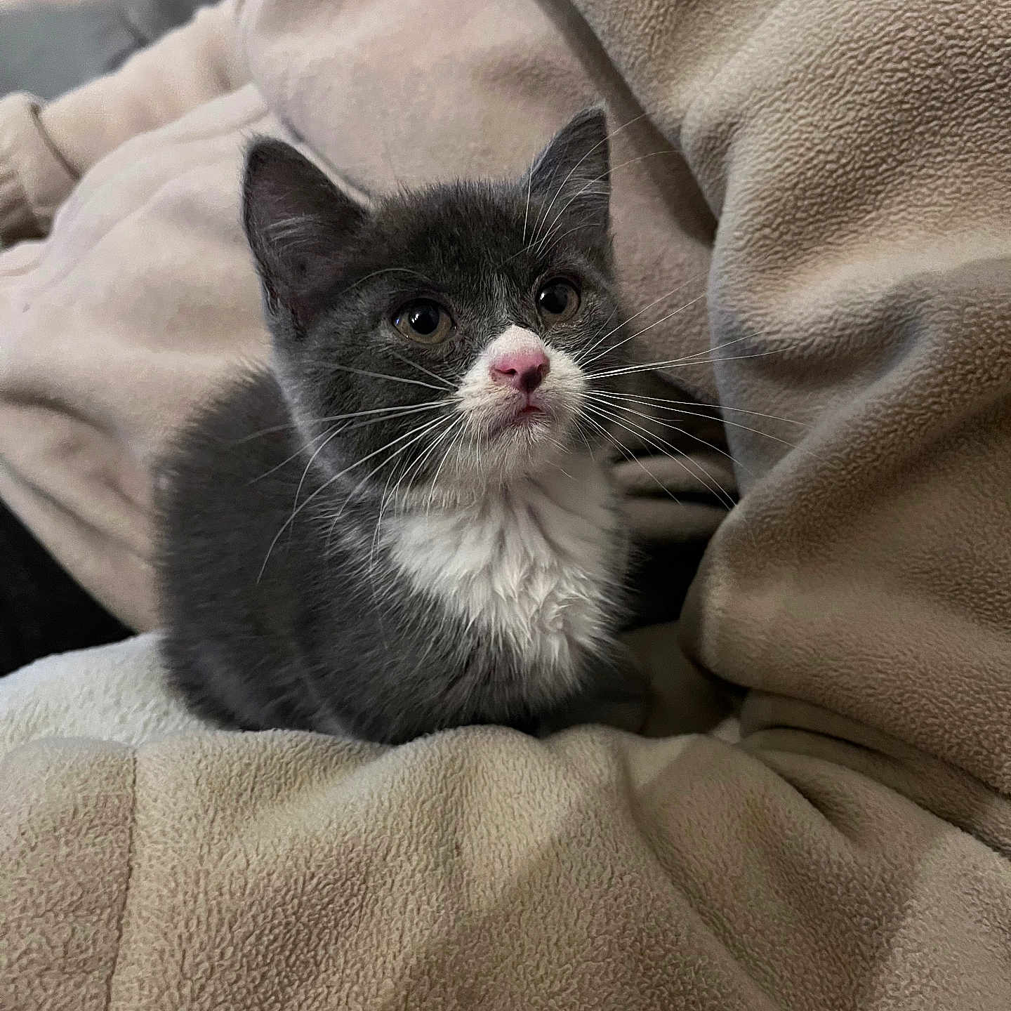 Mystique participe au concours pour gagner de l'argent avec cette photo : kitten, cat, pet, animal, feline, gray_cat, white_fur, pink_nose, whiskers, cute, cozy, blanket, fleece, indoor, closeup, small_pet, young_cat, sitting, curious, soft_texture
