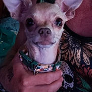Daisy joined the competition — help win amazing prizes! dog, chihuahua, pet, animal, ears, collar, hand, person, clothing, pattern, floral, skull, indoor, closeup, face, cute, small, holding, fur, expression