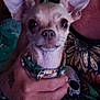 dog, chihuahua, pet, animal, ears, collar, hand, person, clothing, pattern, floral, skull, indoor, closeup, face, cute, small, holding, fur, expression