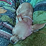 Daisy is registered to the contest to win money with this photo: dog, puppy, sleeping, blanket, patterned_blanket, tan_dog, small_dog, cozy, indoor, resting, fur, pet, animal, cute, collar, closeup, soft_texture, home, comfort, relaxation