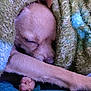 Daisy is registered to the contest to win money with this photo: dog, puppy, sleeping, blanket, cozy, paw, fur, indoor, resting, cute, small_dog, snuggling, comfort, relaxation, closeup, pet, animal, soft_texture, green_blanket, blue_fabric