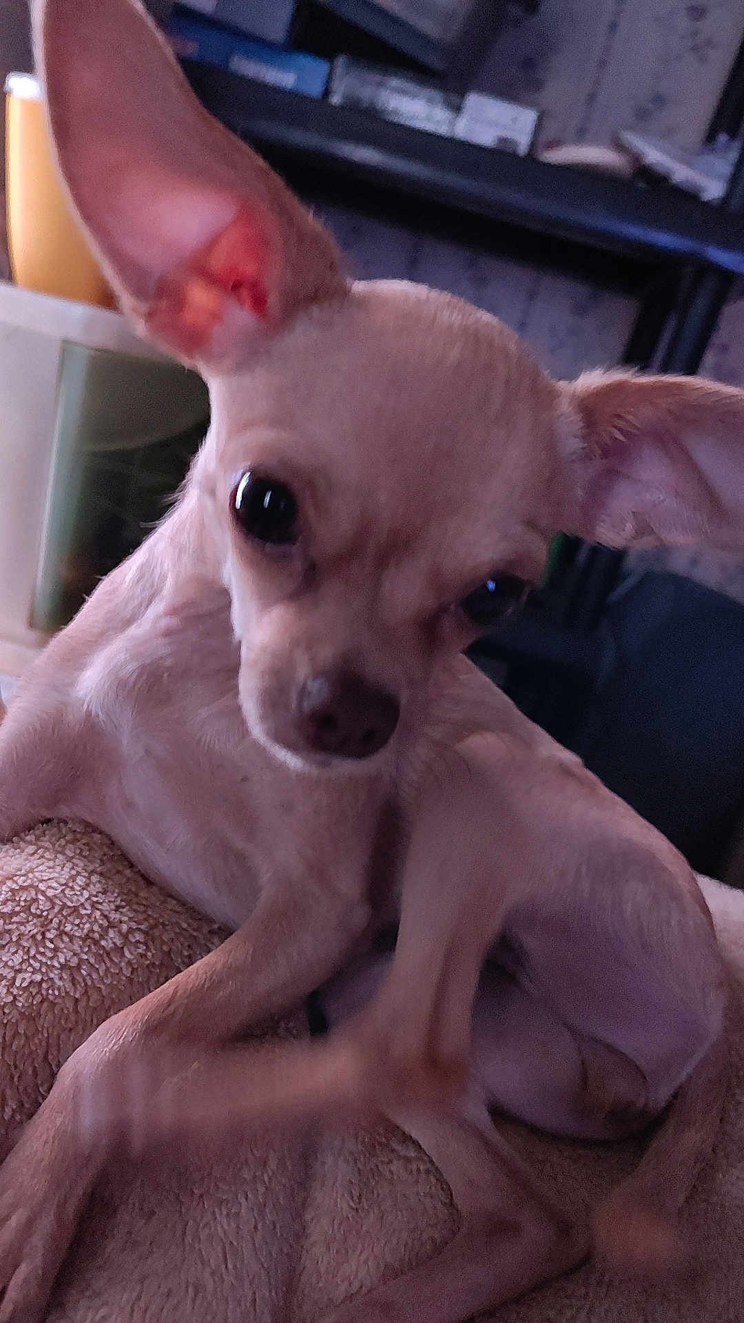 Daisy