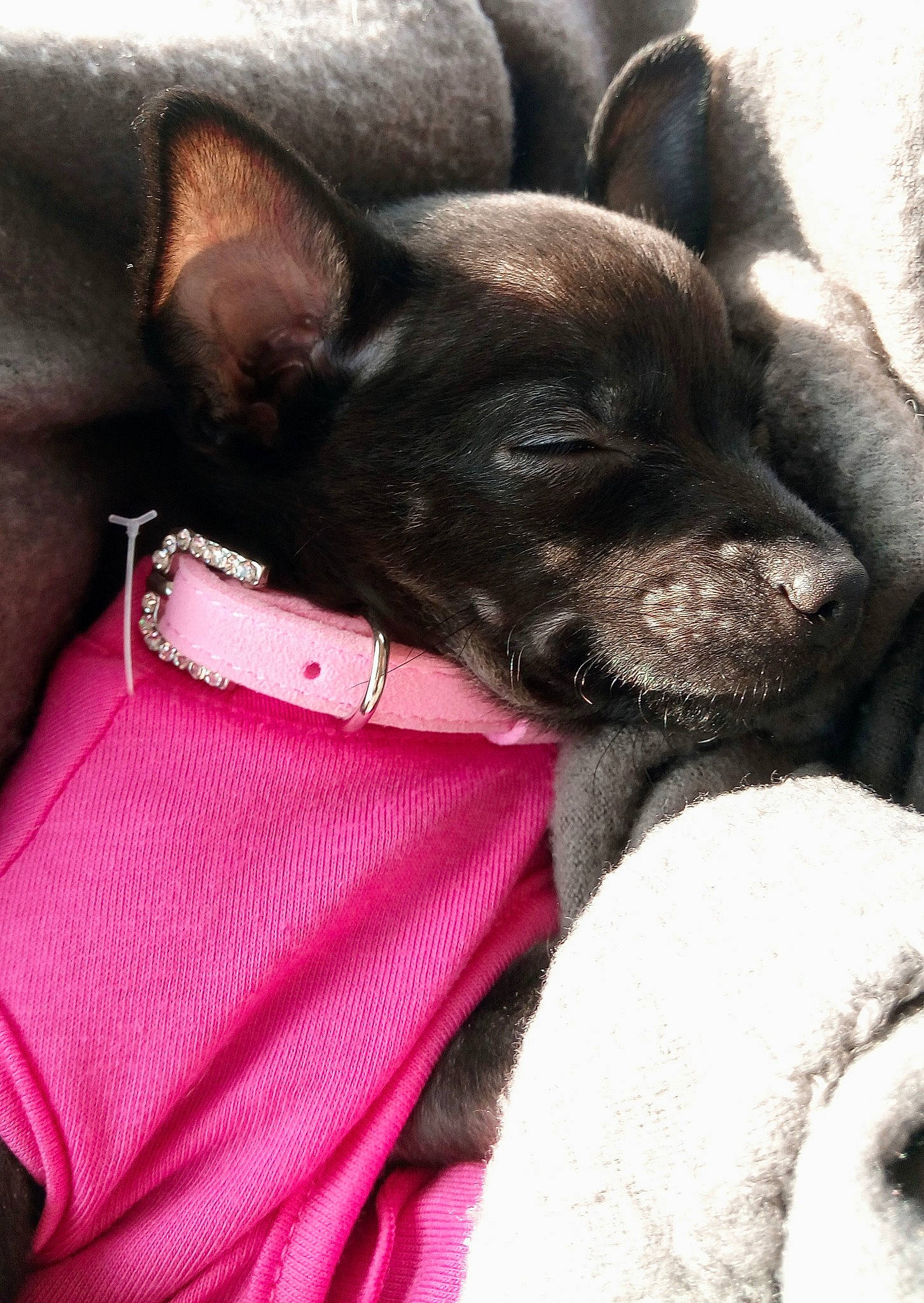 Espresso is registered to the contest to win money with this photo: boston_terrier, canidae, carnivore, companion_dog, dog, dog_breed, dog_collar, ear, fawn, french_bulldog, nap, non_sporting_group, puppy, puppy_love, snout