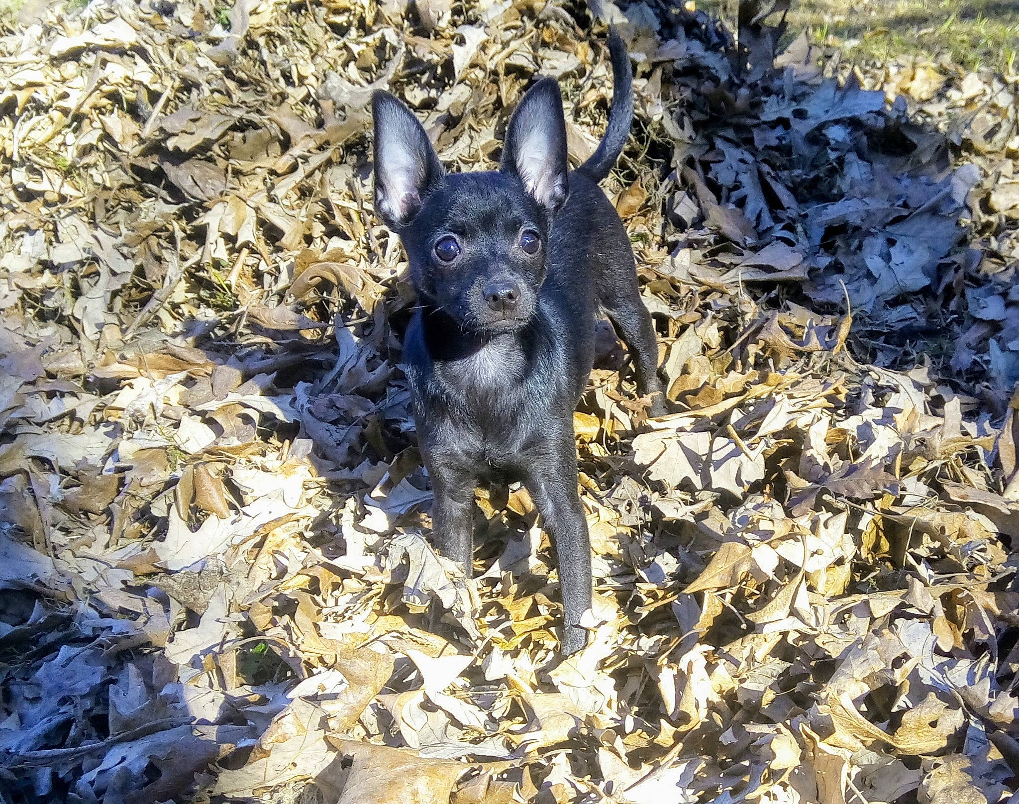 Espresso is registered to the contest to win money with this photo: canidae, carnivore, dog, dog_breed, mammal, plant, puppy, rare_breed_dog, sporting_group