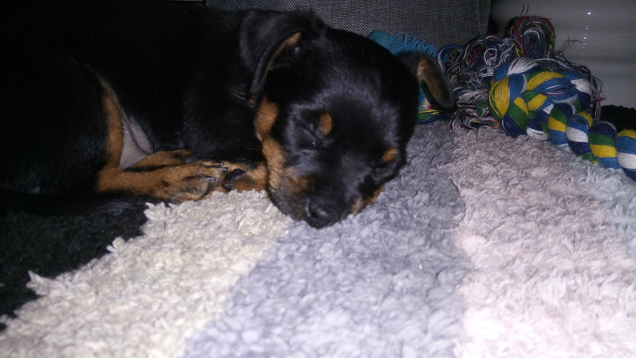 Latte is registered to the contest to win money with this photo: black_and_tan_terrier, canidae, carlin_pinscher, carnivore, dog, dog_breed, guard_dog, huntaway, jagdterrier, mammal, manchester_terrier, miniature_pinscher, pinscher, prazsky_krysarik, puppy, rottweiler, snout, sporting_group, toy_manchester_terrier, vertebrate