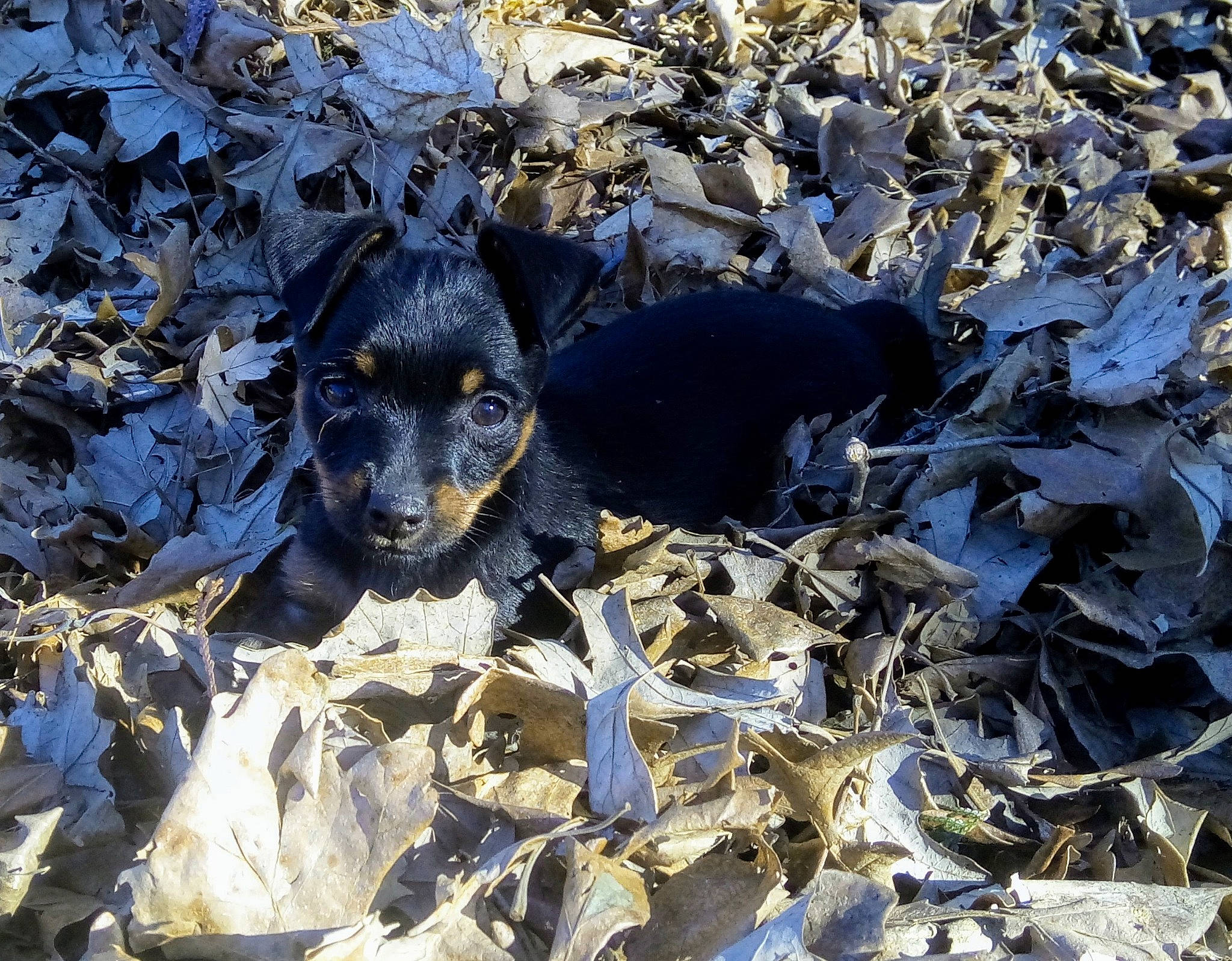 Latte is registered to the contest to win money with this photo: canidae, carnivore, dog, dog_breed, puppy, sporting_group