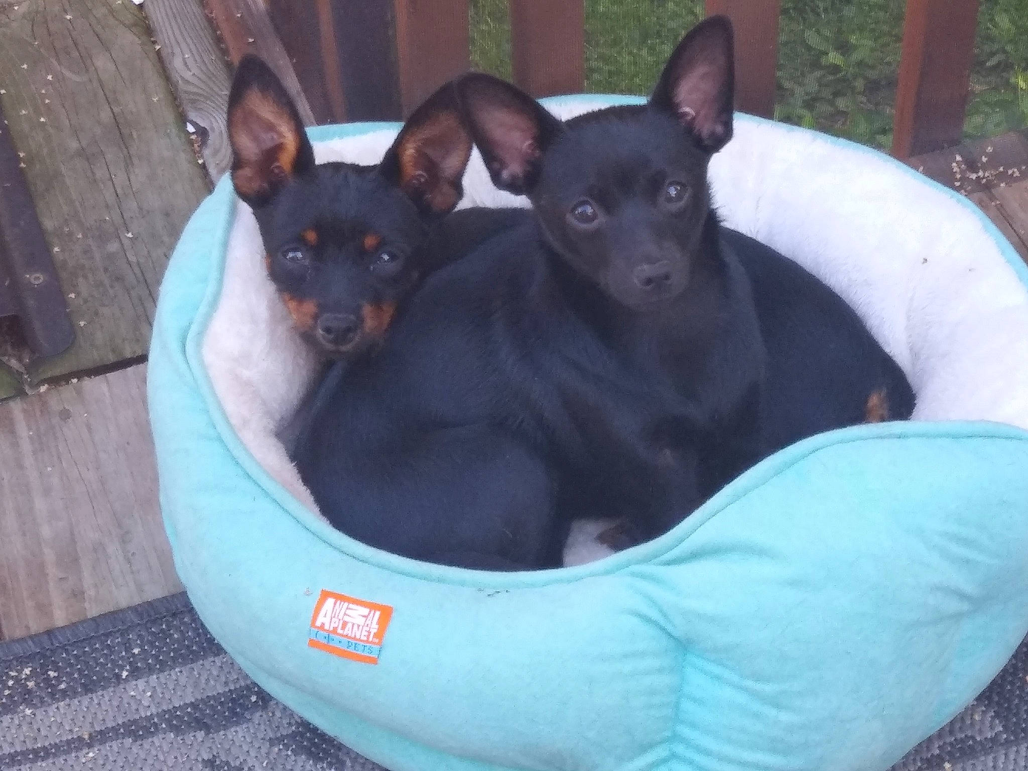 Latte joined the competition — help win amazing prizes! canidae, carnivore, companion_dog, dog, dog_breed, english_toy_terrier, mammal, miniature_pinscher, prazsky_krysarik, puppy, rare_breed_dog, russkiy_toy, teddy_roosevelt_terrier, toy_dog, vertebrate