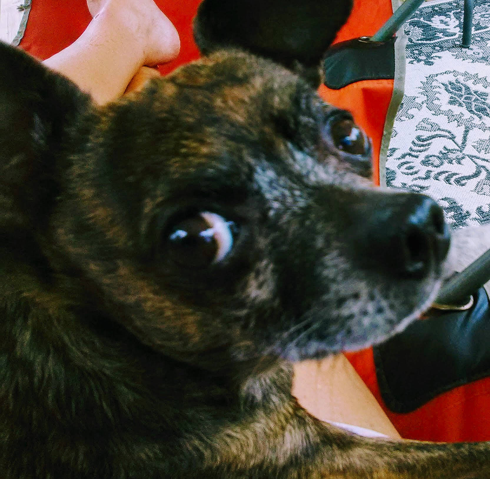 Mickey is registered to the contest to win money with this photo: canidae, carnivore, chihuahua, dog, dog_breed, feist, formosan_mountain_dog, fur, mammal, plant, puppy, rare_breed_dog, snout, sporting_group, vertebrate, whiskers