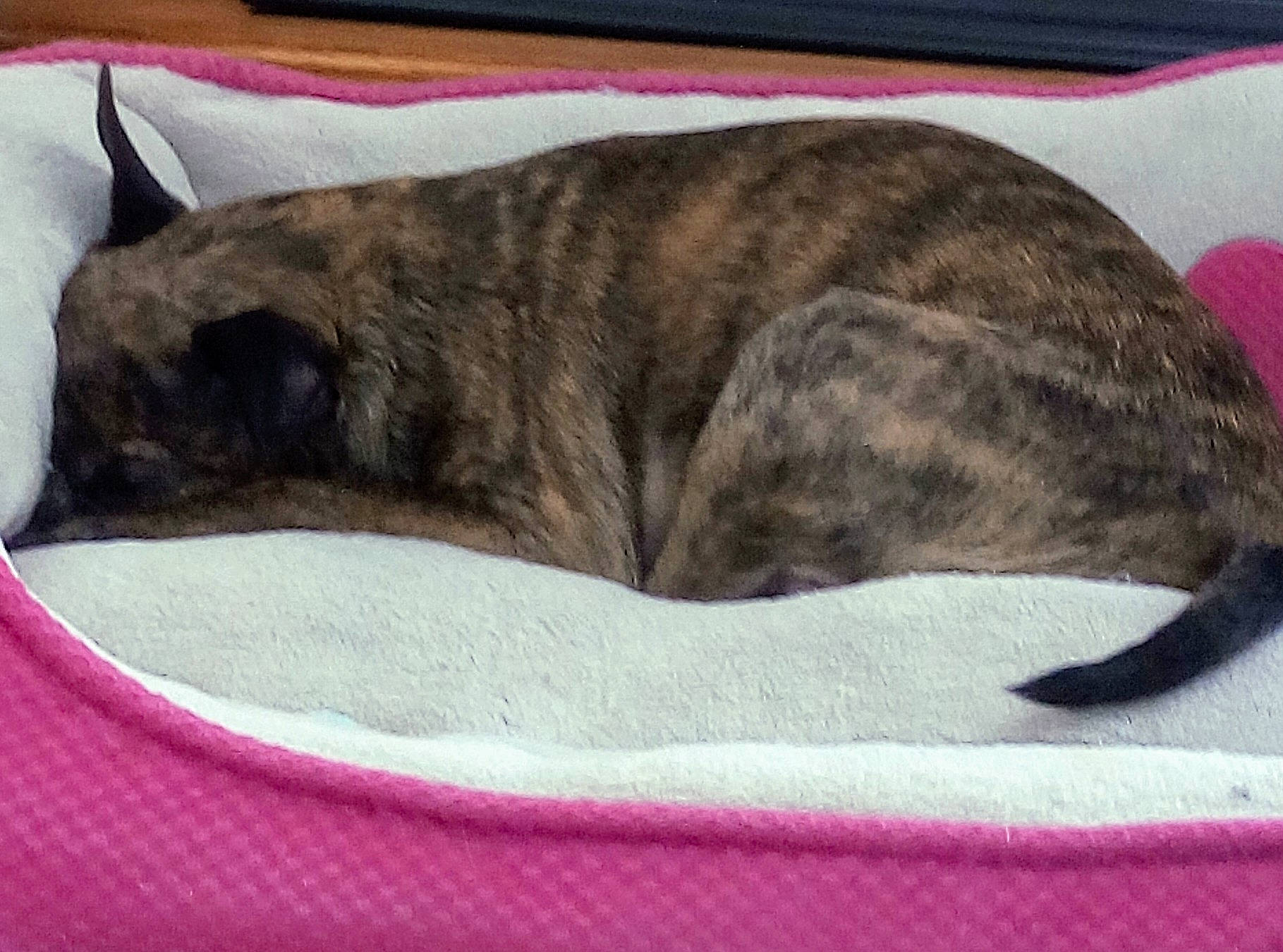 Mickey is registered to the contest to win money with this photo: canidae, carnivore, cat, cat_bed, dog, dog_bed, dog_breed, fawn, felidae, mammal, nap, small_to_medium_sized_cats, tail, whiskers