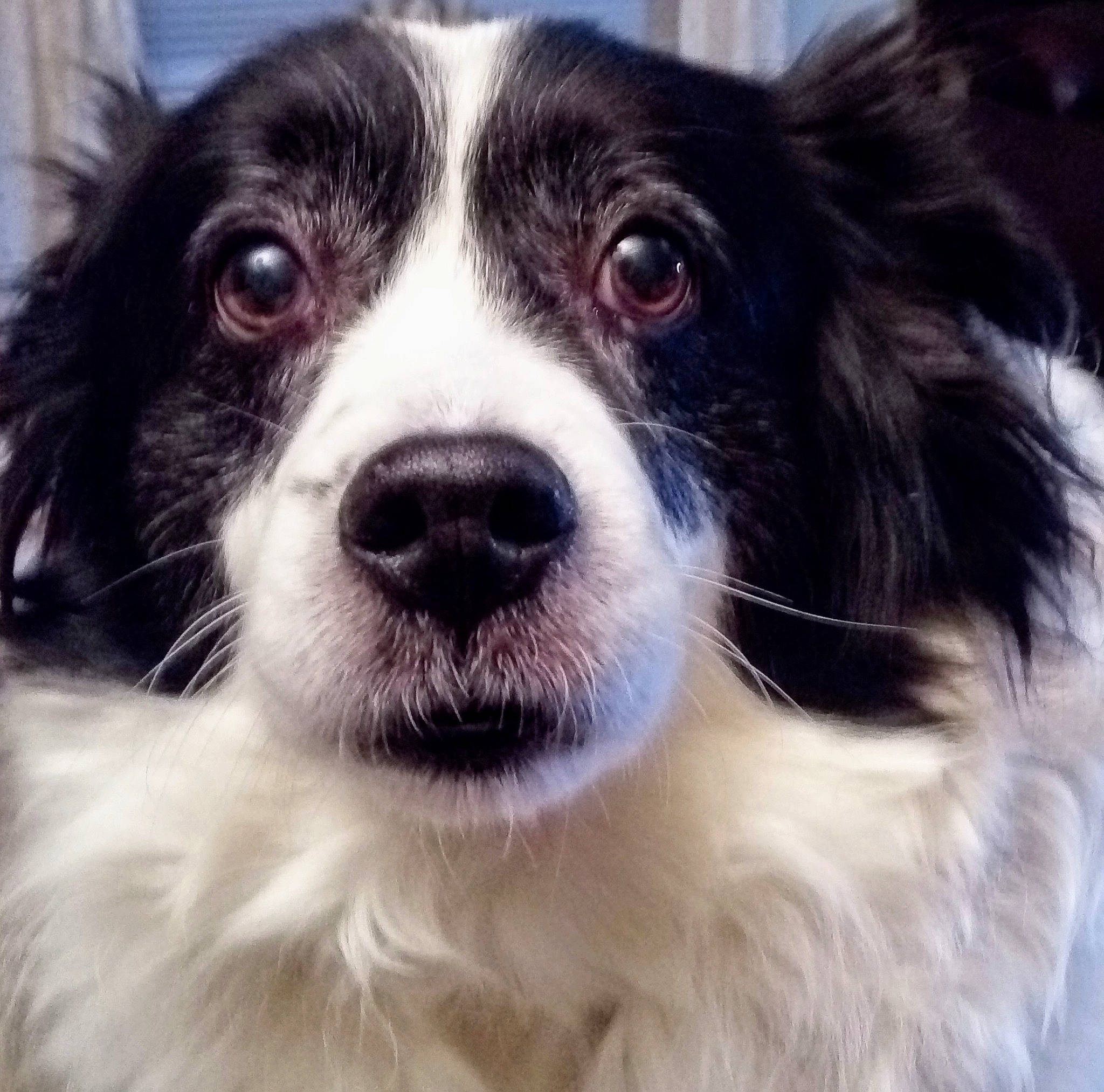 Bandie is registered to the contest to win money with this photo: black_and_white, border_collie, canidae, carnivore, companion_dog, dog, dog_breed, french_spaniel, mammal, nose, papillon, phalene, photography, puppy, rare_breed_dog, snout, spaniel, sporting_group, vertebrate, whiskers