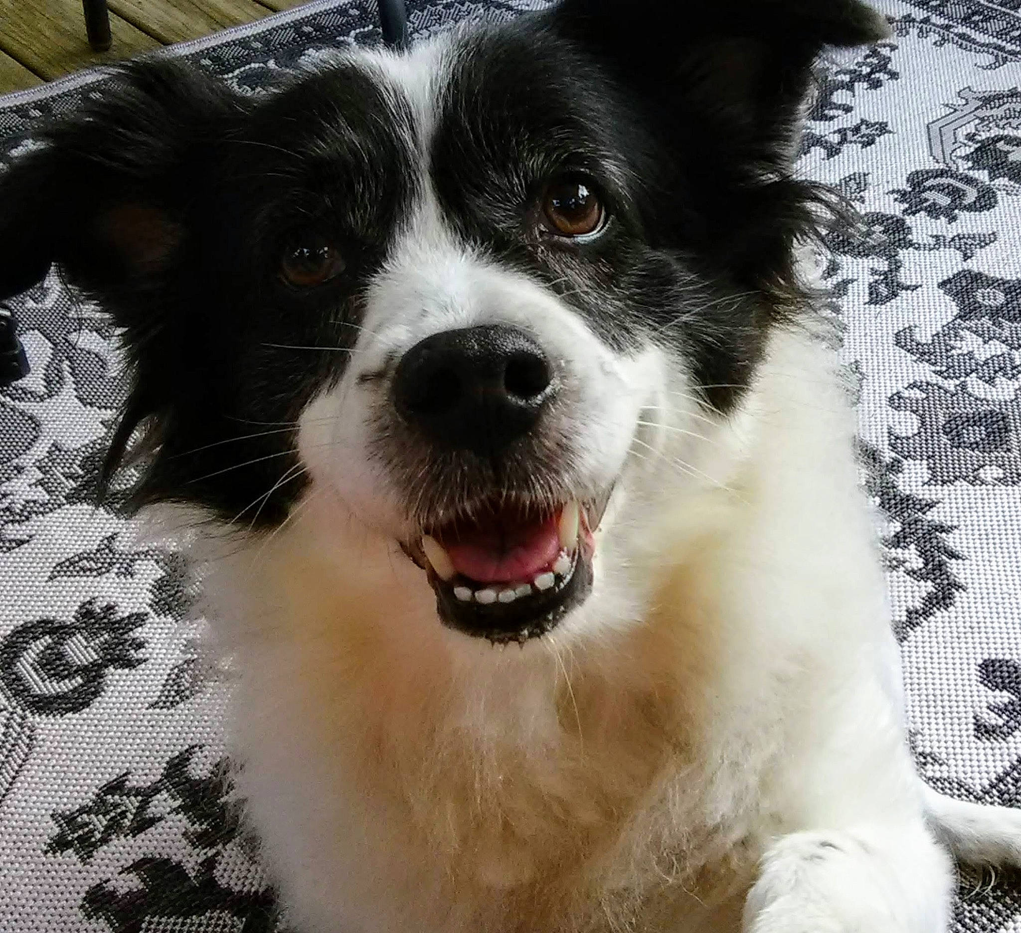 Bandie joined the competition — help win amazing prizes! australian_collie, australian_shepherd, border_collie, canidae, carnivore, companion_dog, dog, dog_breed, eye, herding_dog, mammal, papillon, rare_breed_dog, snout, sporting_group, vertebrate, welsh_sheepdog, whiskers