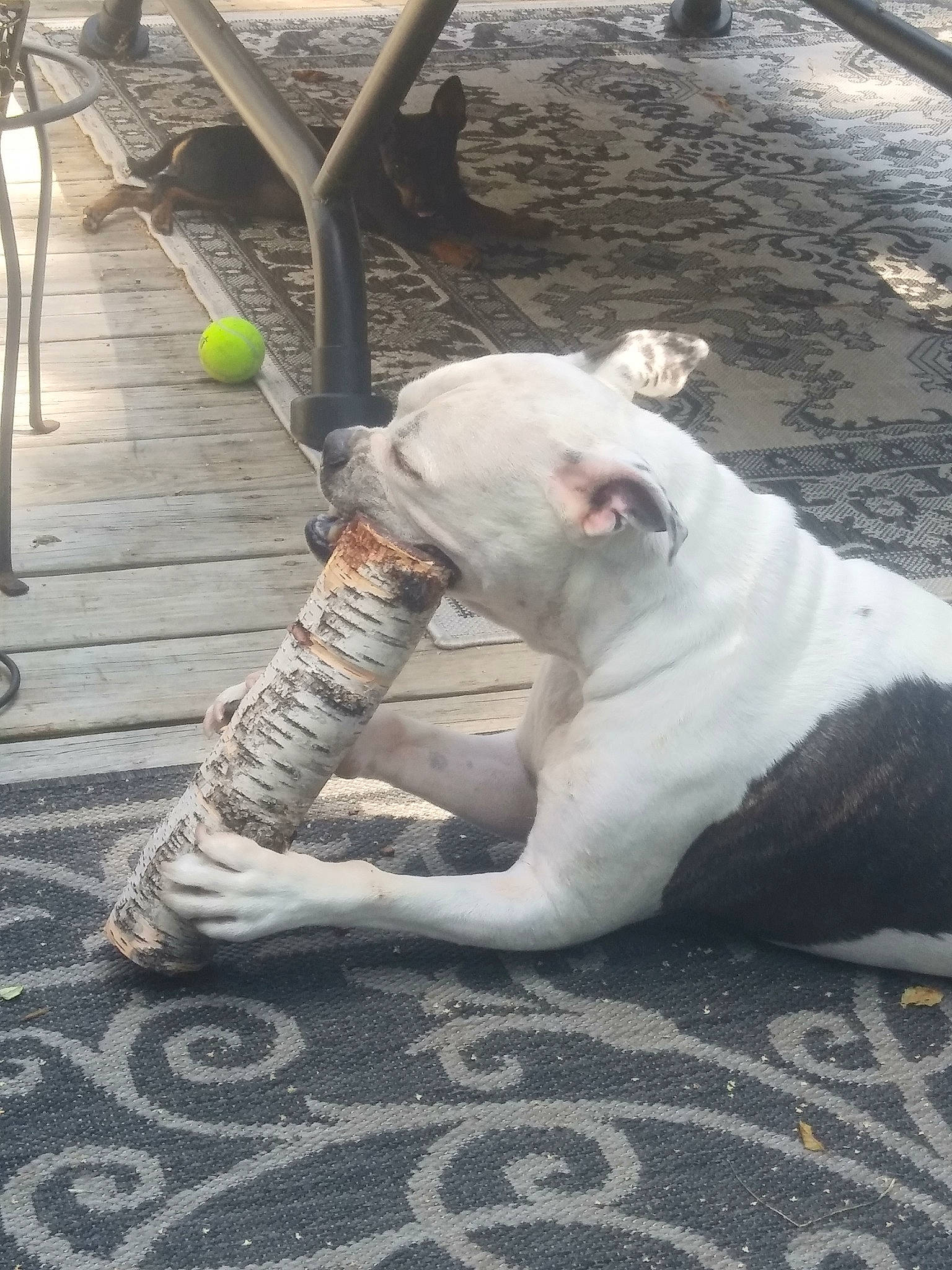 Star joined the competition — help win amazing prizes! american_bulldog, bulldog, bully_kutta, canidae, carnivore, companion_dog, dog, dog_breed, dogo_argentino, dogo_guatemalteco, fawn, mammal, non_sporting_group, pit_bull, snout, tail