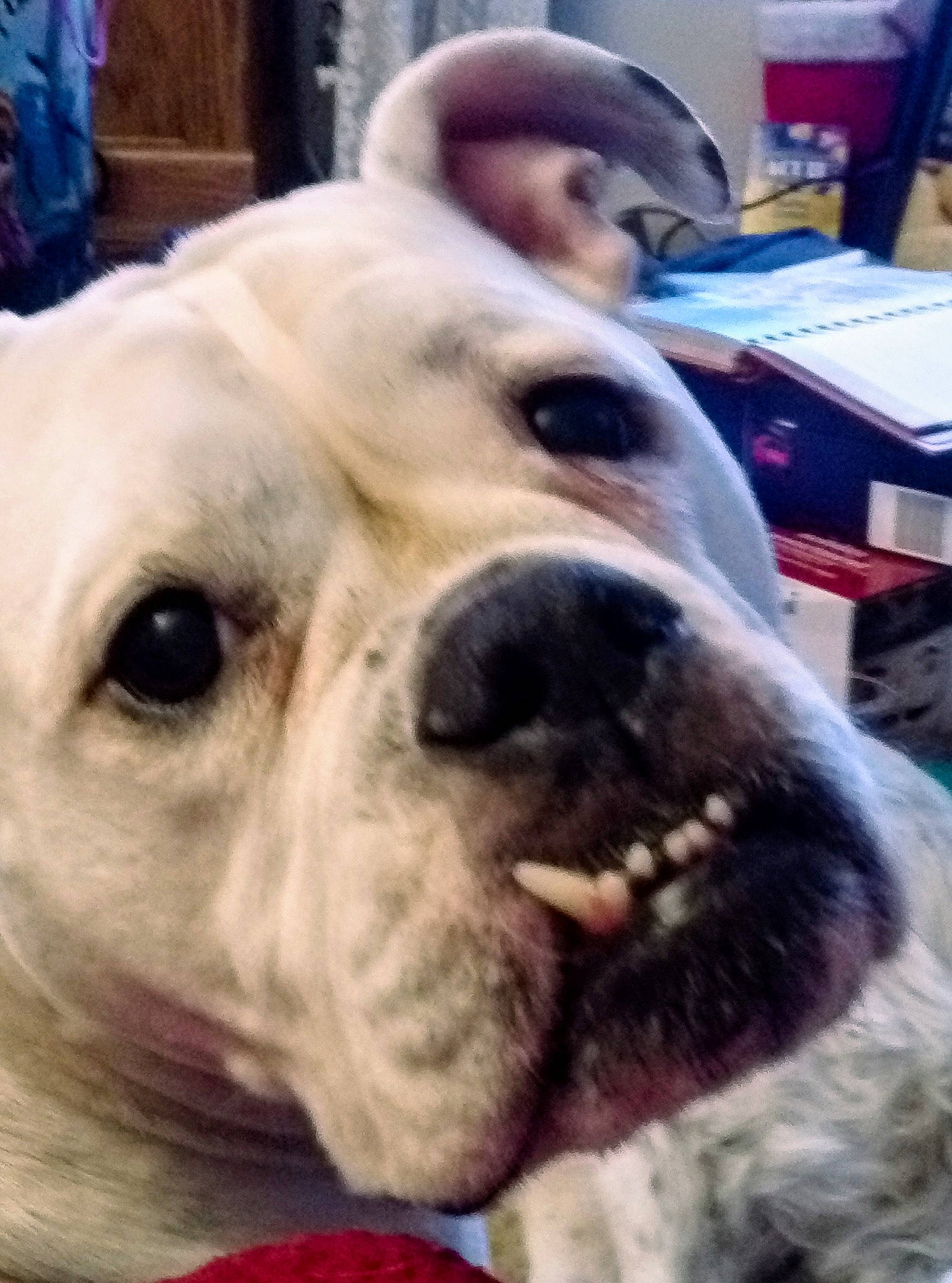 Star is registered to the contest to win money with this photo: american_bulldog, australian_bulldog, bulldog, canidae, carnivore, companion_dog, dog, dog_breed, head, mammal, non_sporting_group, nose, old_english_bulldog, olde_english_bulldogge, puppy_love, skin, snout, valley_bulldog, vertebrate, white_english_bulldog