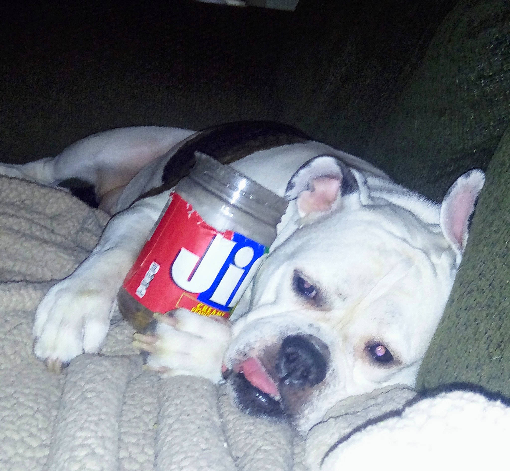 Star is registered to the contest to win money with this photo: american_bulldog, australian_bulldog, bulldog, canidae, carnivore, companion_dog, dog, dog_breed, fawn, french_bulldog, mammal, non_sporting_group, old_english_bulldog, olde_english_bulldogge, puppy_love, snout, toy_bulldog, valley_bulldog, white_english_bulldog