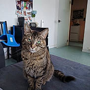 Nala a rejoint le concours — aidez-le/la à gagner de superbes lots ! animal, cabinet, cat, chair, clock, couch, curious, decor, door, floor, flower, furniture, green_eyes, indoor, living_room, pet, photographs, sitting, tabby, wall