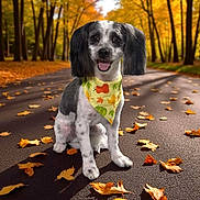 Baily Boo is registered to the contest to win money with this photo: dog, autumn, fall_leaves, bandana, forest, road, nature, outdoor, smiling, pet, animal, seasonal, yellow_leaves, trees, sunlight, sitting, cute, happy, canine, leaf_litter