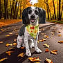 dog, autumn, fall_leaves, bandana, forest, road, nature, outdoor, smiling, pet, animal, seasonal, yellow_leaves, trees, sunlight, sitting, cute, happy, canine, leaf_litter