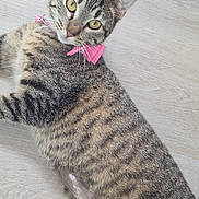 Daisy Josephina is registered to the contest to win money with this photo: cat, tabby, yellow_eyes, pink_bow, collar, pet, animal, feline, striped_fur, whiskers, indoor, wooden_floor, laying_down, looking_at_camera, cute, domestic_cat, fur, ears, nose, relaxed