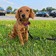 Violet joined the competition — help win amazing prizes! dog, brown_dog, grass, leash, collar, parking_lot, cars, outdoor, daytime, pet, animal, cute, sitting, canine, nature, greenery, sky, suburban, calm, friendly