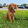 dog, brown_dog, grass, leash, collar, parking_lot, cars, outdoor, daytime, pet, animal, cute, sitting, canine, nature, greenery, sky, suburban, calm, friendly