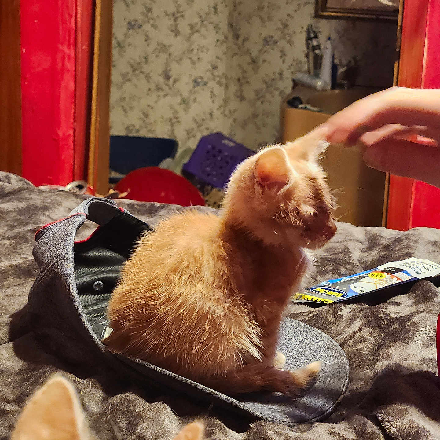 Ozzy joined the competition — help win amazing prizes! animal, bed, blanket, cap, cat, cozy, cute, domestic, ears, furniture, furry, hand, indoor, kitten, orange_cat, pet, resting, room, soft, wallpaper