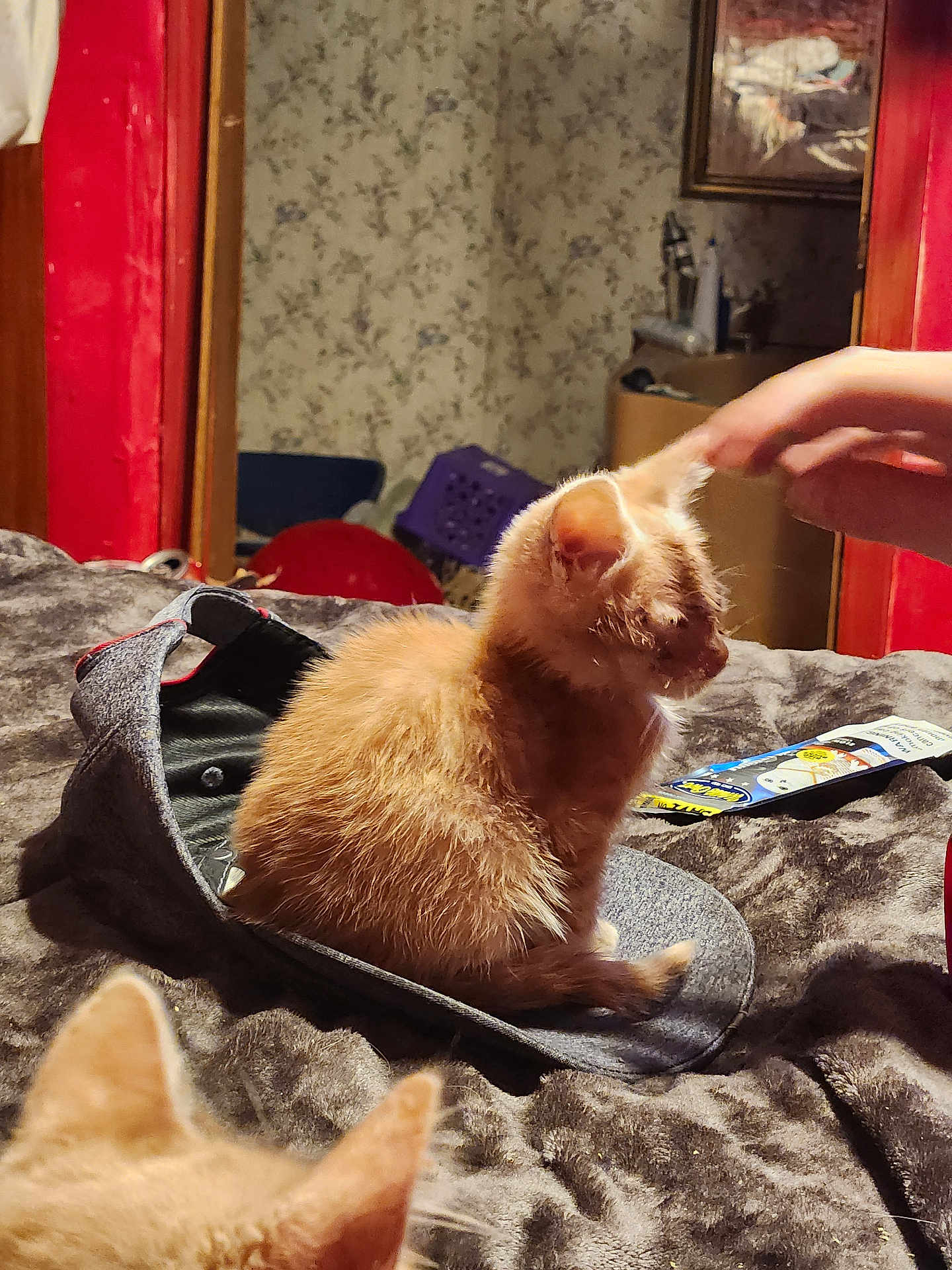 Ozzy joined the competition — help win amazing prizes! kitten, cat, orange_cat, cap, hand, bed, blanket, furry, indoor, pet, animal, soft, ears, cozy, wallpaper, furniture, room, domestic, cute, resting