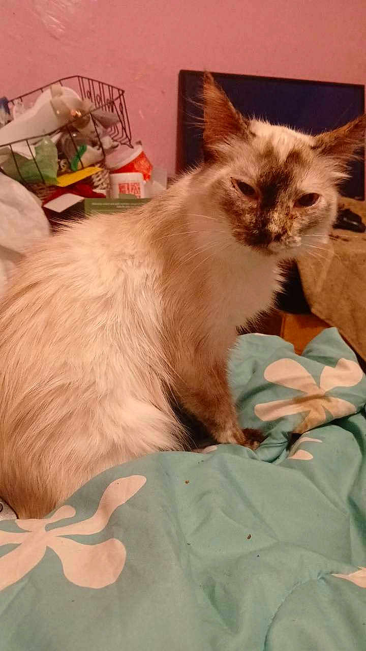 Ghostie is registered to the contest to win money with this photo: cat, fluffy, animal, pet, indoor, blanket, pattern, flower, bedroom, pink_wall, clutter, furniture, household_items, relaxed, sleepy, fur, whiskers, face, ears, sitting