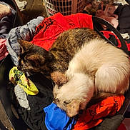 Ghostie is registered to the contest to win money with this photo: cat, cats, laundry_basket, clothes, fabric, indoor, cozy, resting, sleeping, domestic, feline, fur, multicolor, basket, pile, household, pet, animal, soft, curled_up