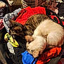 cat, cats, laundry_basket, clothes, fabric, indoor, cozy, resting, sleeping, domestic, feline, fur, multicolor, basket, pile, household, pet, animal, soft, curled_up