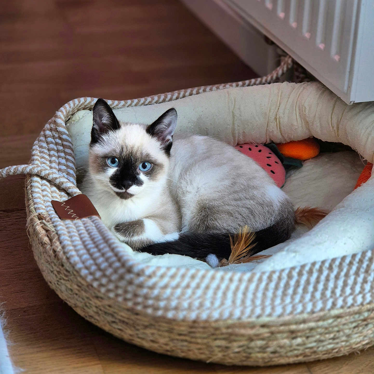 Willow a rejoint le concours — aidez-le/la à gagner de superbes lots ! animal, appliance, basket, bed, canine, cat, device, dog, dogbed, electricaldevice, furniture, hardwood, kitten, manx, pet, radiator, siamese, wood