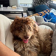 Melo is registered to the contest to win money with this photo: dog, pet, curly_hair, tongue_out, blanket, living_room, couch, lamp, television, relaxing, furry, cozy, indoors, fur, animal, home, comfort, brown, cute, playful