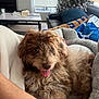 dog, pet, curly_hair, tongue_out, blanket, living_room, couch, lamp, television, relaxing, furry, cozy, indoors, fur, animal, home, comfort, brown, cute, playful