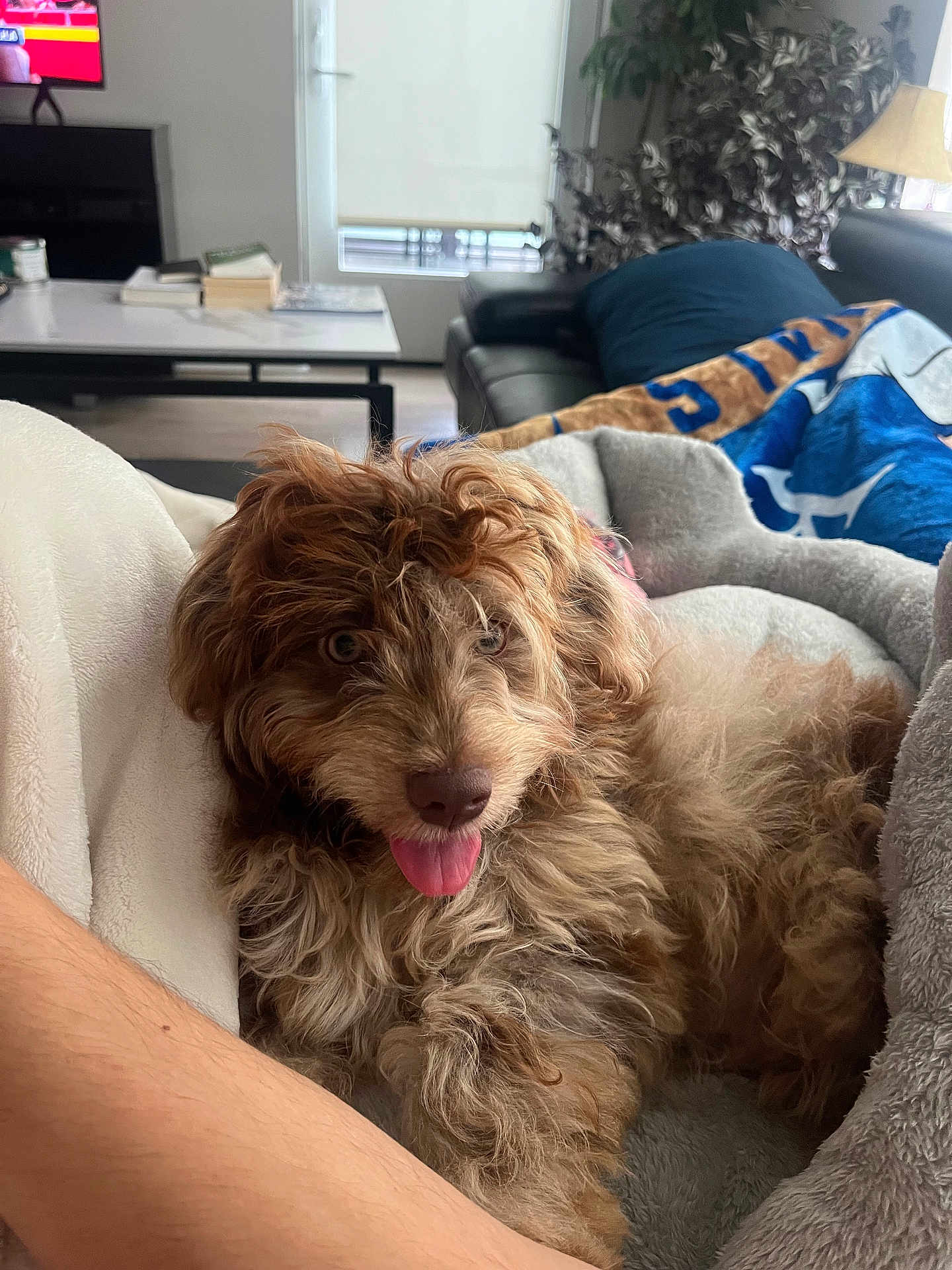 Melo