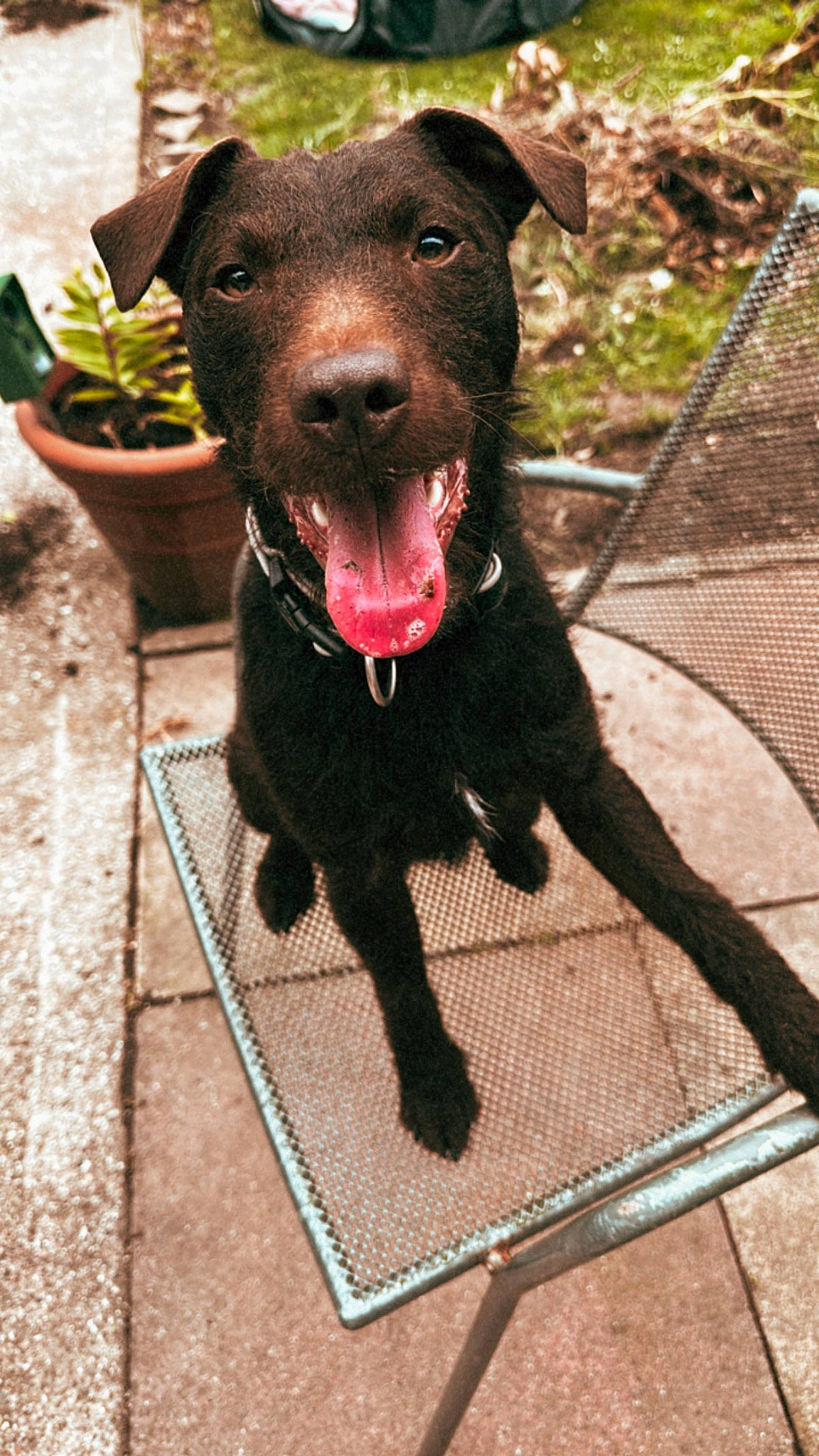 Charlie joined the competition — help win amazing prizes! borador, canidae, carnivore, collar, companion_dog, dog, dog_breed, dog_collar, fawn, flowerpot, fur, houseplant, labrador_retriever, leash, liver, pet_supply, plant, retriever, whiskers, working_animal