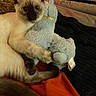 Kahlua is registered to the contest to win money with this photo: cat, siamese_cat, stuffed_animal, plush_toy, blanket, red_blanket, black_blanket, cozy, indoor, pet, animal, fur, paw, tail, relaxed, cuddling, toy, cute, closeup, comfort