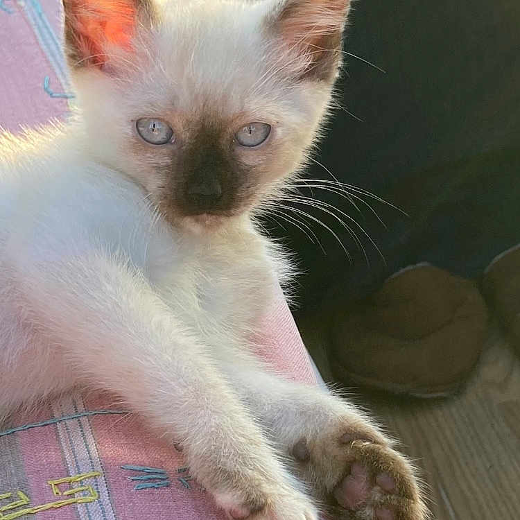 Kahlua