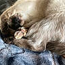 Kahlua is registered to the contest to win money with this photo: cat, sleeping, paws, fur, blanket, cozy, curled_up, resting, animal, pet, closeup, soft, cute, indoor, relaxed, whiskers, feline, comfort, nap, texture