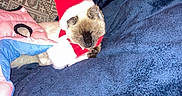 Kahlua is registered to the contest to win money with this photo: cat, siamese_cat, pet, animal, christmas_hat, holiday_costume, blanket, blue_blanket, cushion, patterned_cushion, indoor, resting, sleepy, festive, cozy, fur, cute, small_animal, domestic_cat, holiday