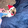 cat, siamese_cat, pet, animal, christmas_hat, holiday_costume, blanket, blue_blanket, cushion, patterned_cushion, indoor, resting, sleepy, festive, cozy, fur, cute, small_animal, domestic_cat, holiday